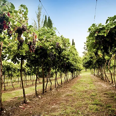 Corte Delle Cicale 巴多利诺