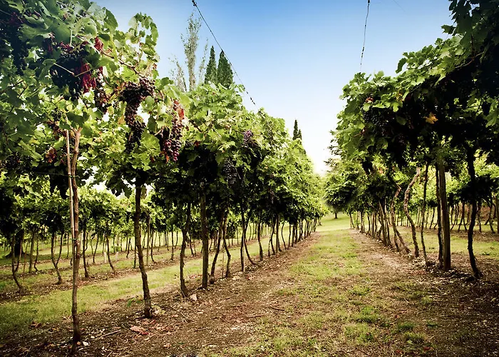 Corte Delle Cicale 바르돌리노